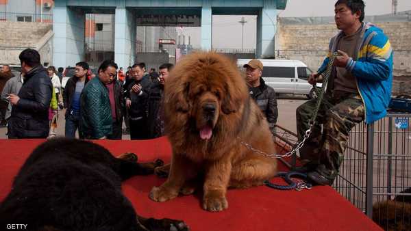   حديقة حيوانات ,   الصين ,   كلب ,   أسد